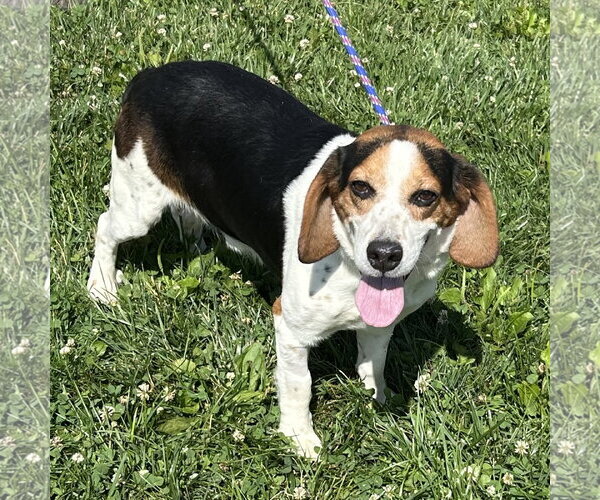 Medium Photo #3 Bagle Hound Puppy For Sale in Batavia, OH, USA