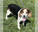 Small #2 Bagle Hound