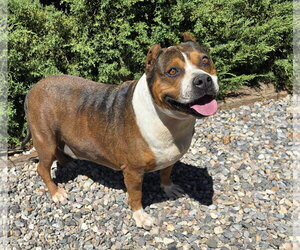 Tolerant Mr Topo ~ True Gentleman - Male American Staffordshire Terrier Dog for Adoption - Photo #3