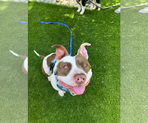 Medium Photo #2 American Bulldog-Unknown Mix Puppy For Sale in San Jose, CA, USA