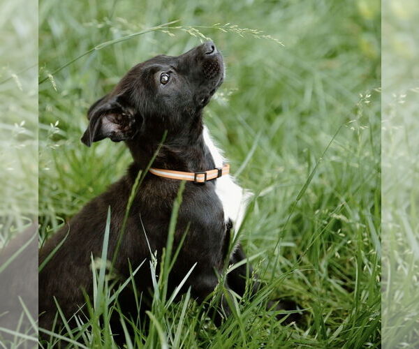 Medium Photo #15 Labrador Retriever-Unknown Mix Puppy For Sale in OKLAHOMA CITY, OK, USA