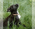 Small #14 Labrador Retriever Mix