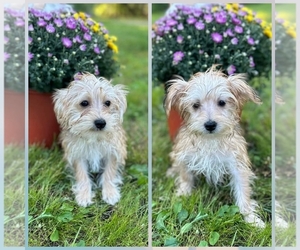Morkie Puppy for sale in HARTFORD, WI, USA