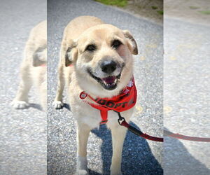 Irish Terrier-Unknown Mix Dogs for adoption in Wakefield, RI, USA