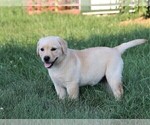 Small Photo #12 Labrador Retriever Puppy For Sale in SYRACUSE, IN, USA