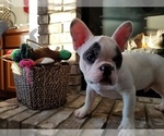Small Photo #23 French Bulldog Puppy For Sale in OSHKOSH, WI, USA