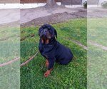 Small Photo #2 Rottweiler Puppy For Sale in Tustin, CA, USA