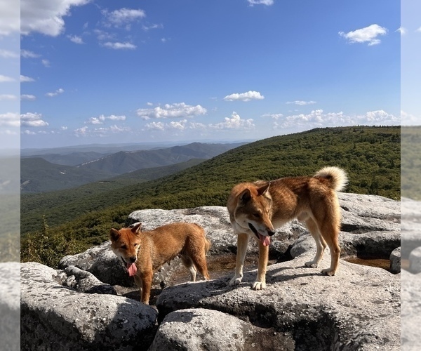 Medium Photo #1 Shikoku Puppy For Sale in SAINT PETERSBURG, FL, USA