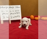 Small #12 Maltese-Poodle (Toy) Mix