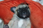 Small Photo #2 French Bulldog Puppy For Sale in GAINESVILLE, GA, USA