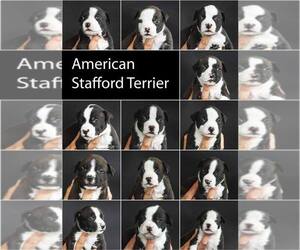 Medium American Staffordshire Terrier