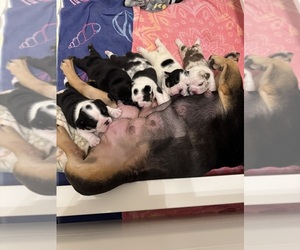 English Bulldog Puppy for Sale in FAYETTEVILLE, North Carolina USA