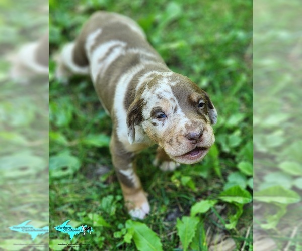 Medium Photo #1 Catahoula Leopard Dog Puppy For Sale in MORAN, MI, USA