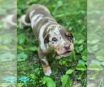 Image preview for Ad Listing. Nickname: Oakley