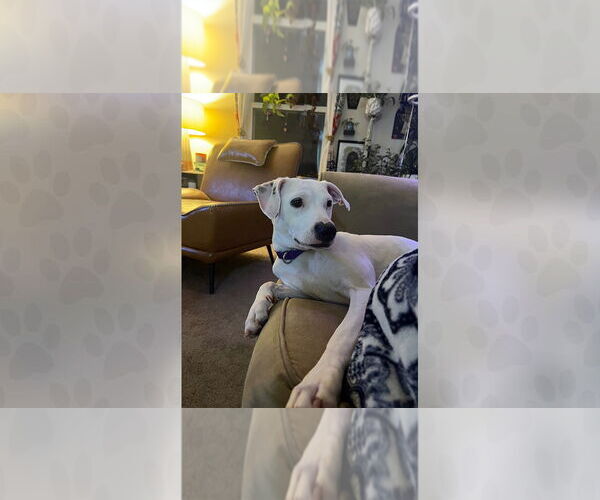 Medium Photo #4 Mutt Puppy For Sale in Weaverville, NC, USA