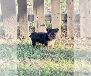 Medium Yorkshire Terrier