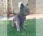 Small #7 French Bulldog