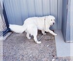 Small Photo #6 Great Pyrenees Puppy For Sale in PEYTON, CO, USA