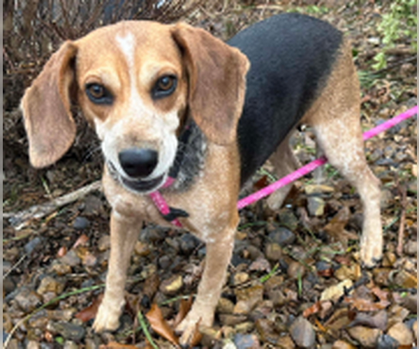 Medium Photo #6 Beagle-Unknown Mix Puppy For Sale in Westwood, NJ, USA