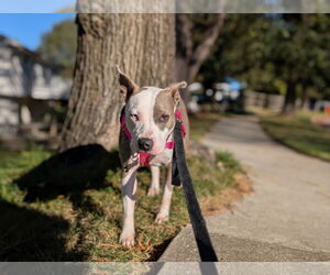 American Pit Bull Terrier Dogs for adoption in Alexandria, VA, USA