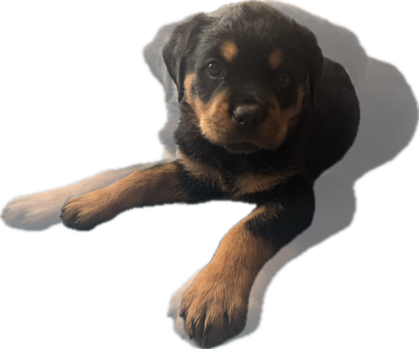 Medium Photo #1 Rottweiler Puppy For Sale in HERMITAGE, PA, USA