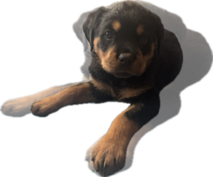 Rottweiler Puppy for sale in HERMITAGE, PA, USA