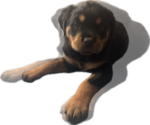 Small Rottweiler