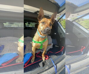 Charlie *BALL IS LIFE*TRANSPORTATION AVAILABLE* - Female Mutt Dog for Adoption - Photo #5