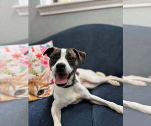 Boston Terrier-Jack Russell Terrier Mix Dogs for adoption in San Leon, TX, USA