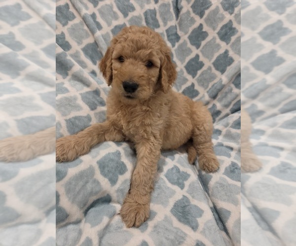 Medium Photo #5 Goldendoodle Puppy For Sale in BURLESON, TX, USA