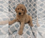 Small #4 Goldendoodle