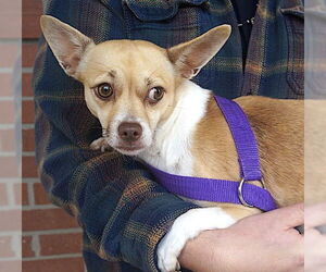 Chihuahua Dogs for adoption in Carrollton, TX, USA