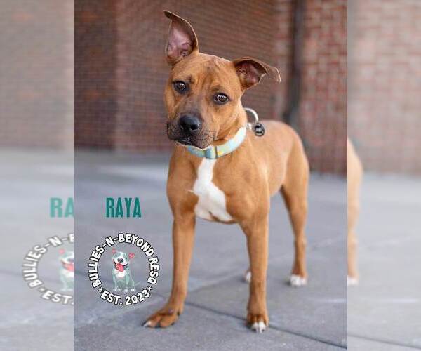 Medium Photo #3 Boxer-Unknown Mix Puppy For Sale in Omaha, NE, USA