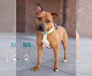Raya - Female Boxer-Unknown Mix Dog for Adoption - Photo #3