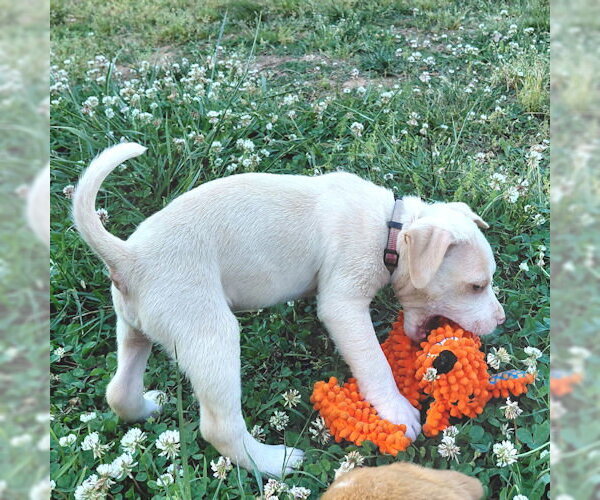 Medium Photo #5 Bulldog Puppy For Sale in Rutherfordton, NC, USA