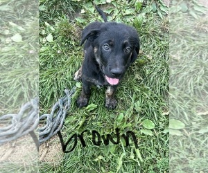 Golden Shepherd Puppy for Sale in SPARTA, Wisconsin USA