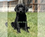 Puppy Lime Labrador Retriever