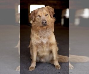 Golden Retriever-Unknown Mix Dogs for adoption in Pottstown, PA, USA