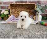 Small #6 West Highland White Terrier