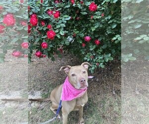Chocolate Labrador retriever-Unknown Mix Dogs for adoption in Acworth, GA, USA