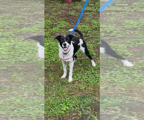 Medium Photo #1 Border Collie Puppy For Sale in Highland, IL, USA