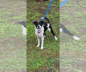 Border Collie Dogs for adoption in Highland, IL, USA