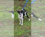 Small Border Collie