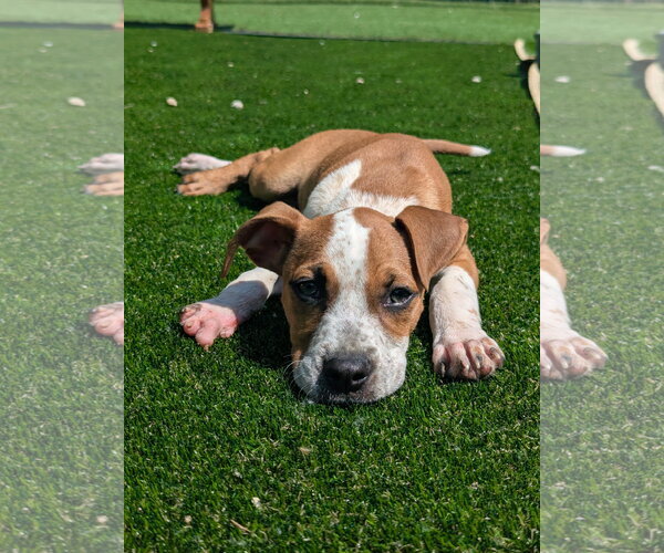 Medium Photo #3 Boxer-Unknown Mix Puppy For Sale in Calhoun, GA, USA