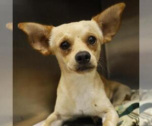 Chihuahua-Unknown Mix Dogs for adoption in San Antonio, TX, USA