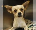 Small Chihuahua Mix