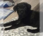 Small Labrador Retriever Mix