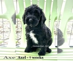 Puppy 10 Schnoodle (Giant)
