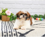 Small #5 Shih Tzu