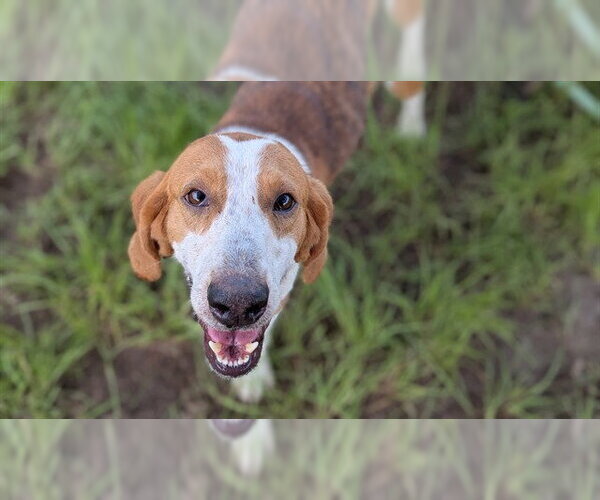 Medium Photo #1 Redbone Coonhound-Unknown Mix Puppy For Sale in Ocala, FL, USA